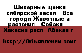 Шикарные щенки сибирской хаски - Все города Животные и растения » Собаки   . Хакасия респ.,Абакан г.
